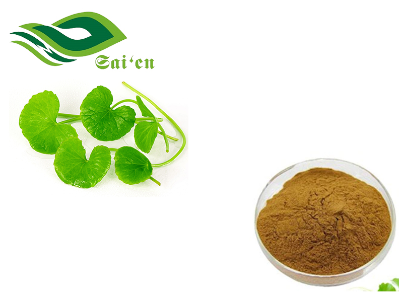 Gotu kola extract powder